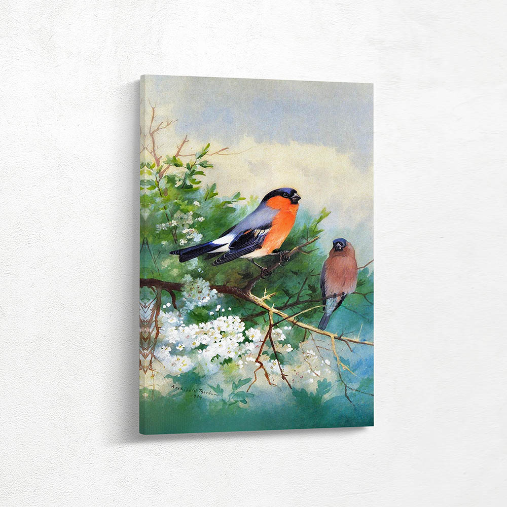 Bullfinches in Chery Blossoms