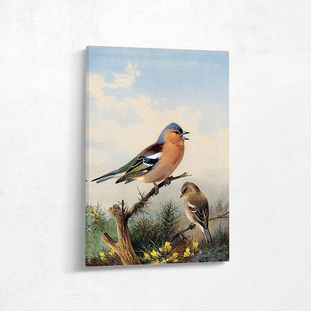 A Pair of Chaffinches Perched on Gorse