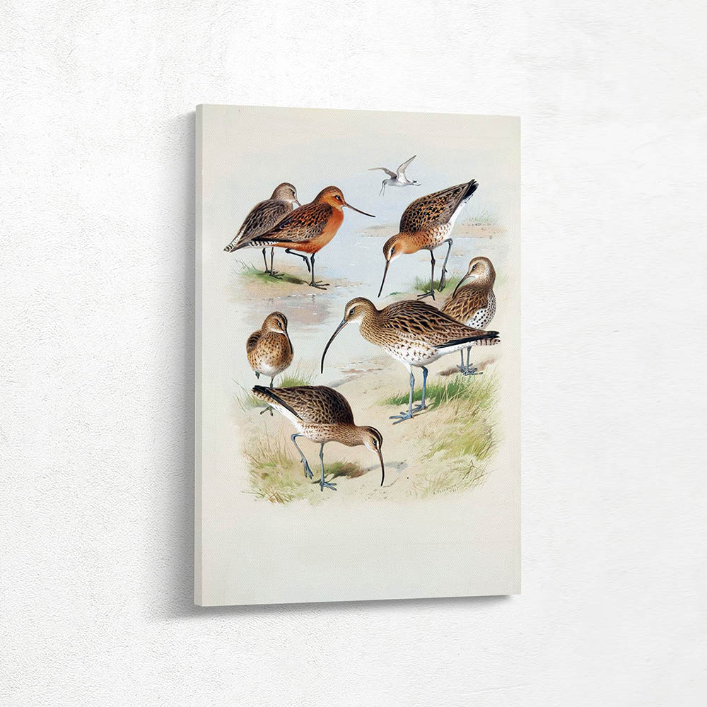Black Tailed Godwits and Curlews