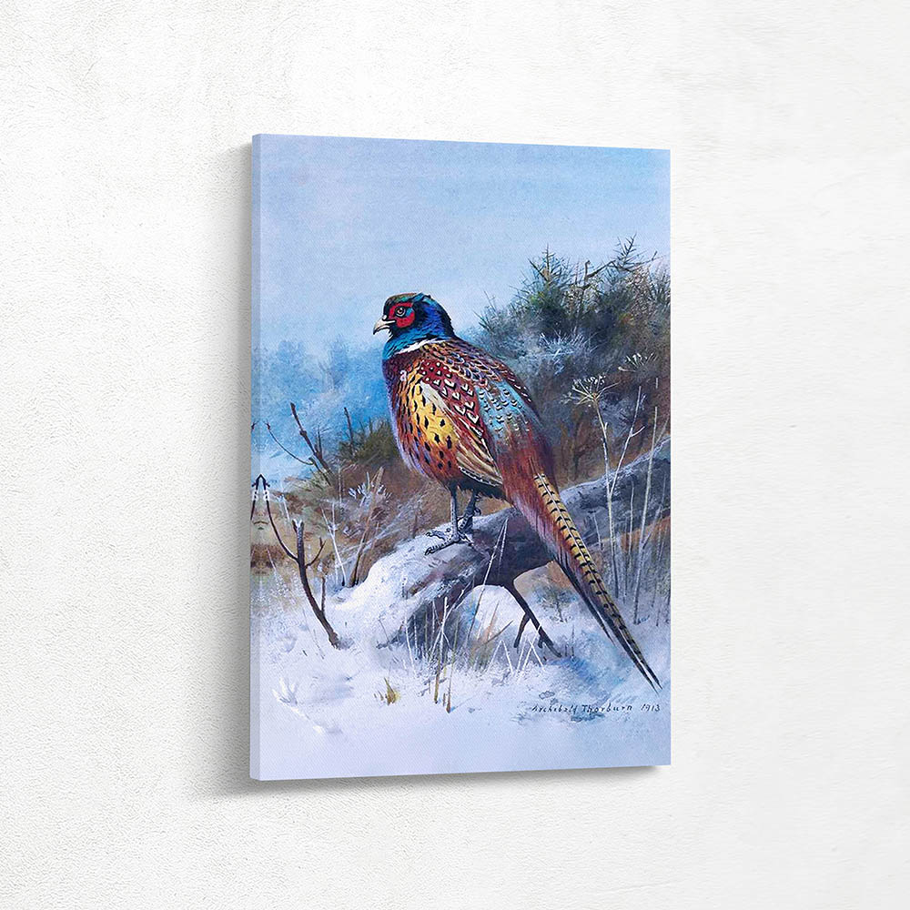 Cock Pheasant in Winter