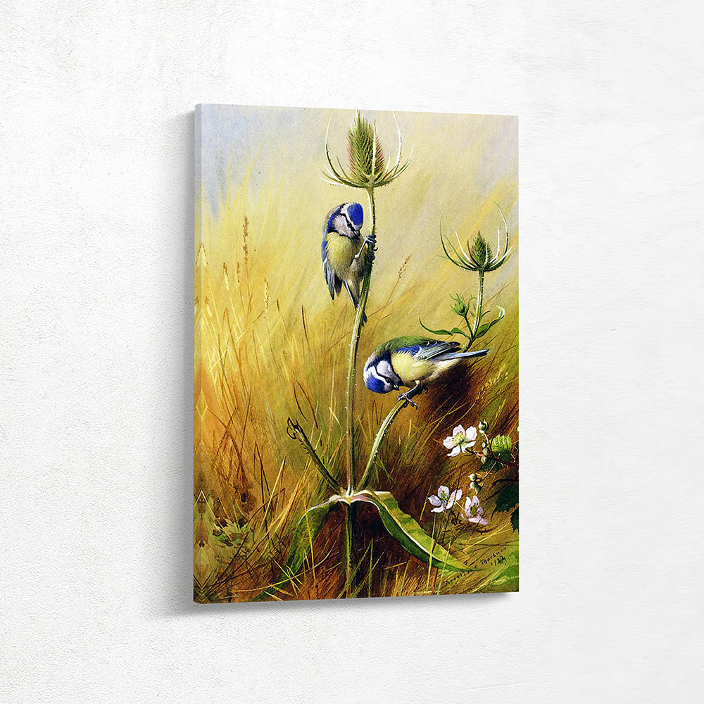 Blue Tits on a Teasel