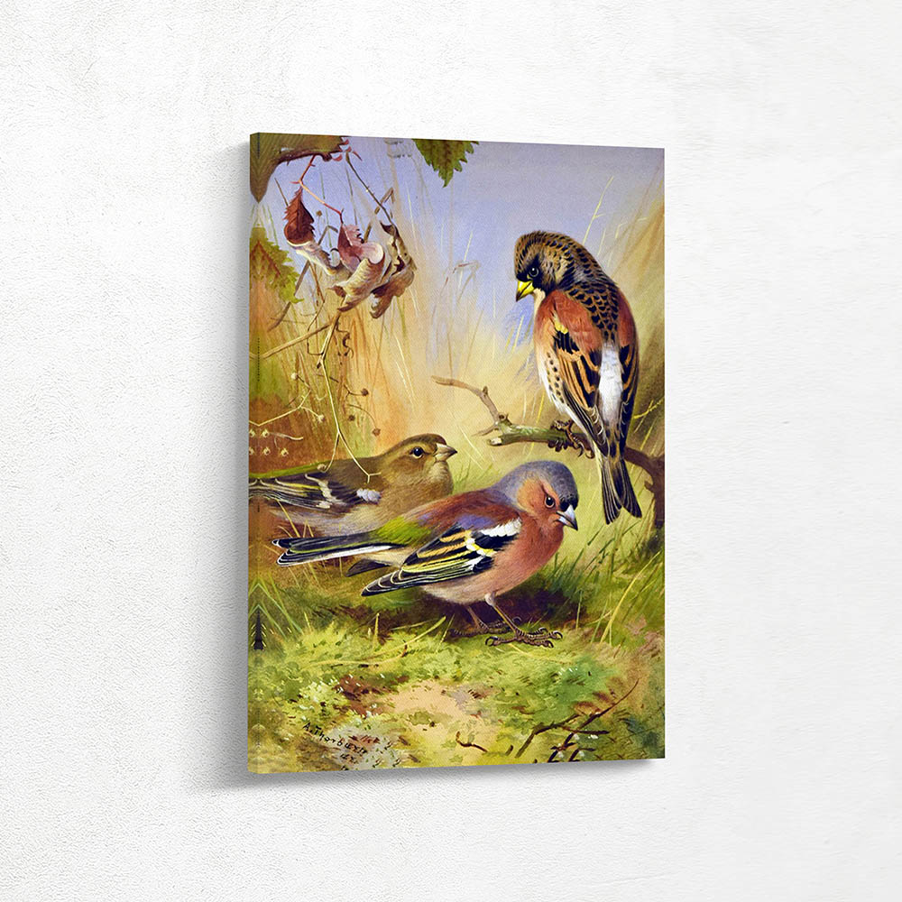 Chaffinch and Brambling