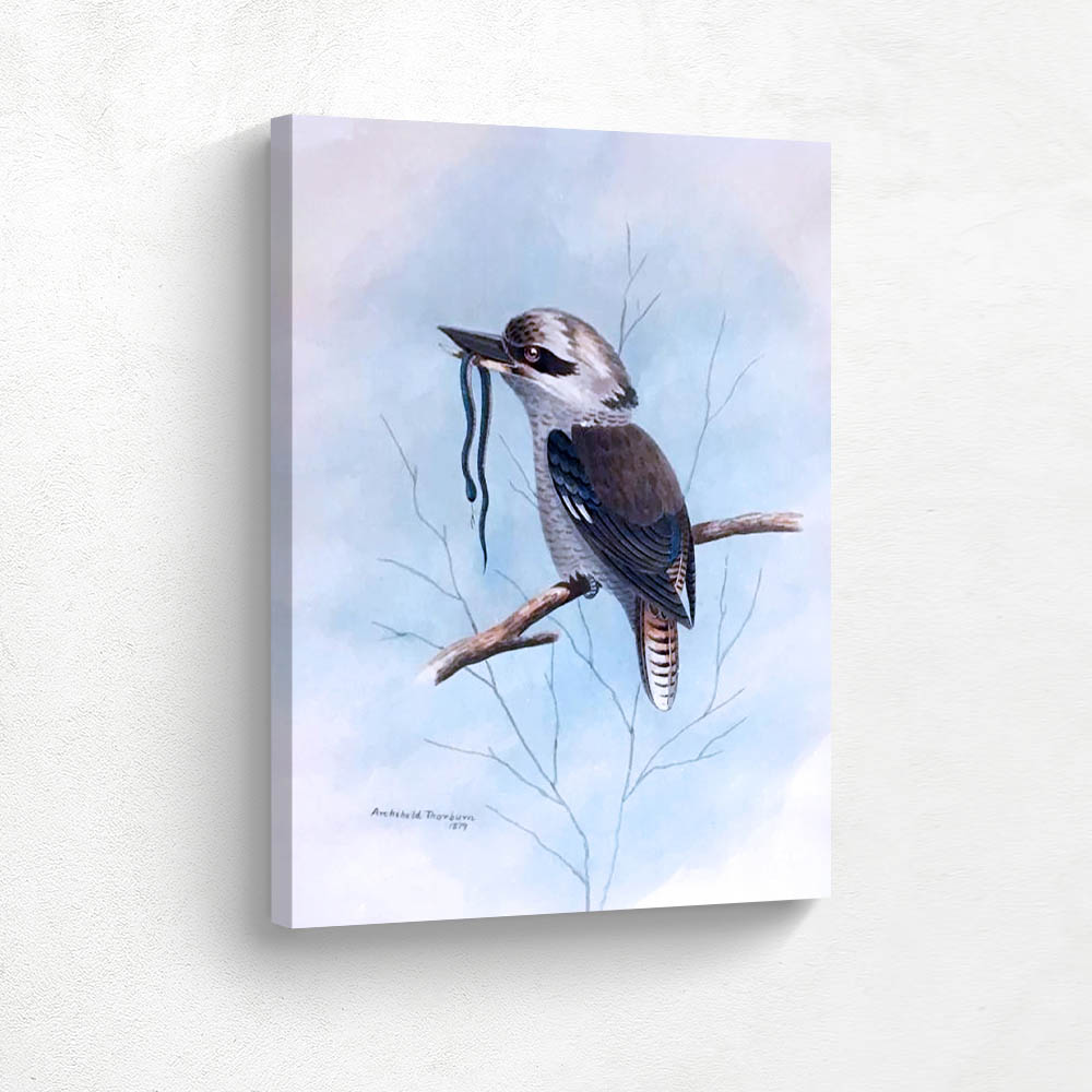 Kookaburra with Snake