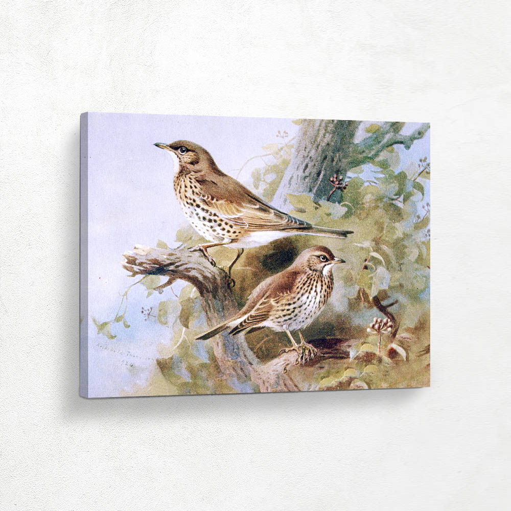 Mistle Thrush