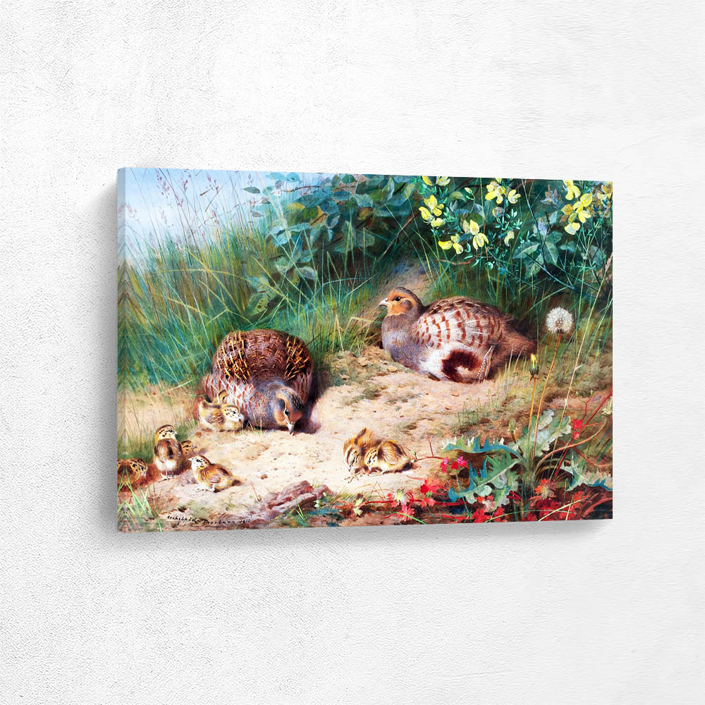 Partridges with Chicks