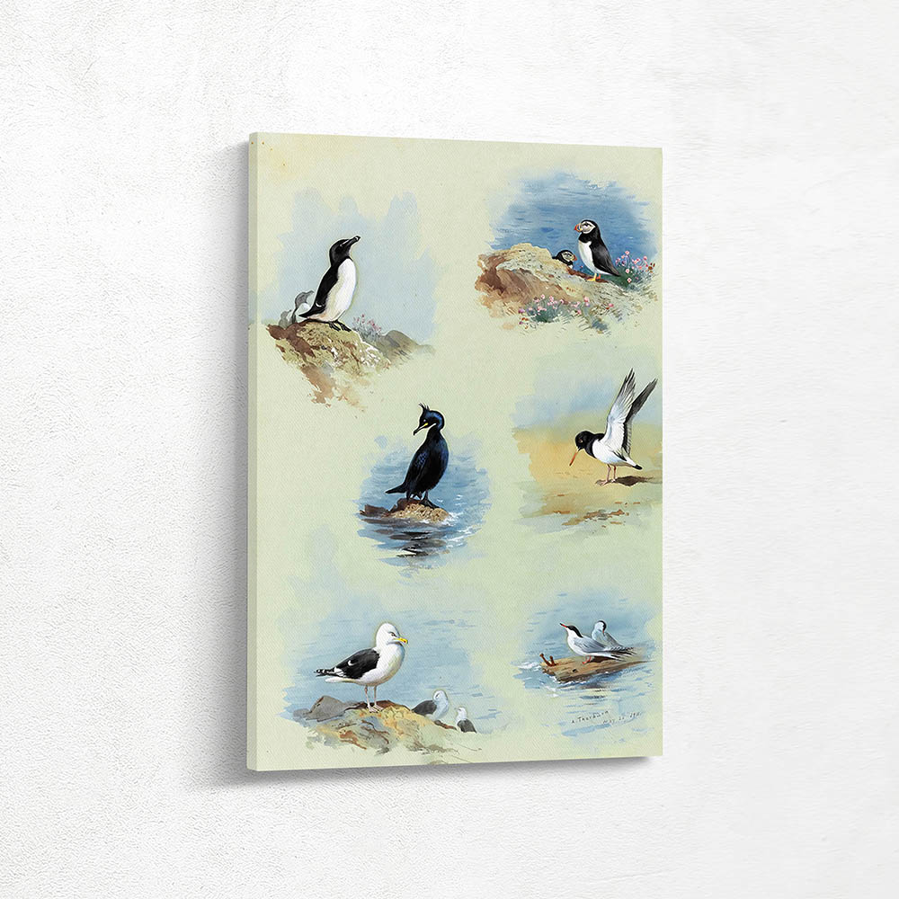 Razor Bill Shag Great BlackBacked Gull Puffin Oystercatcher Tern