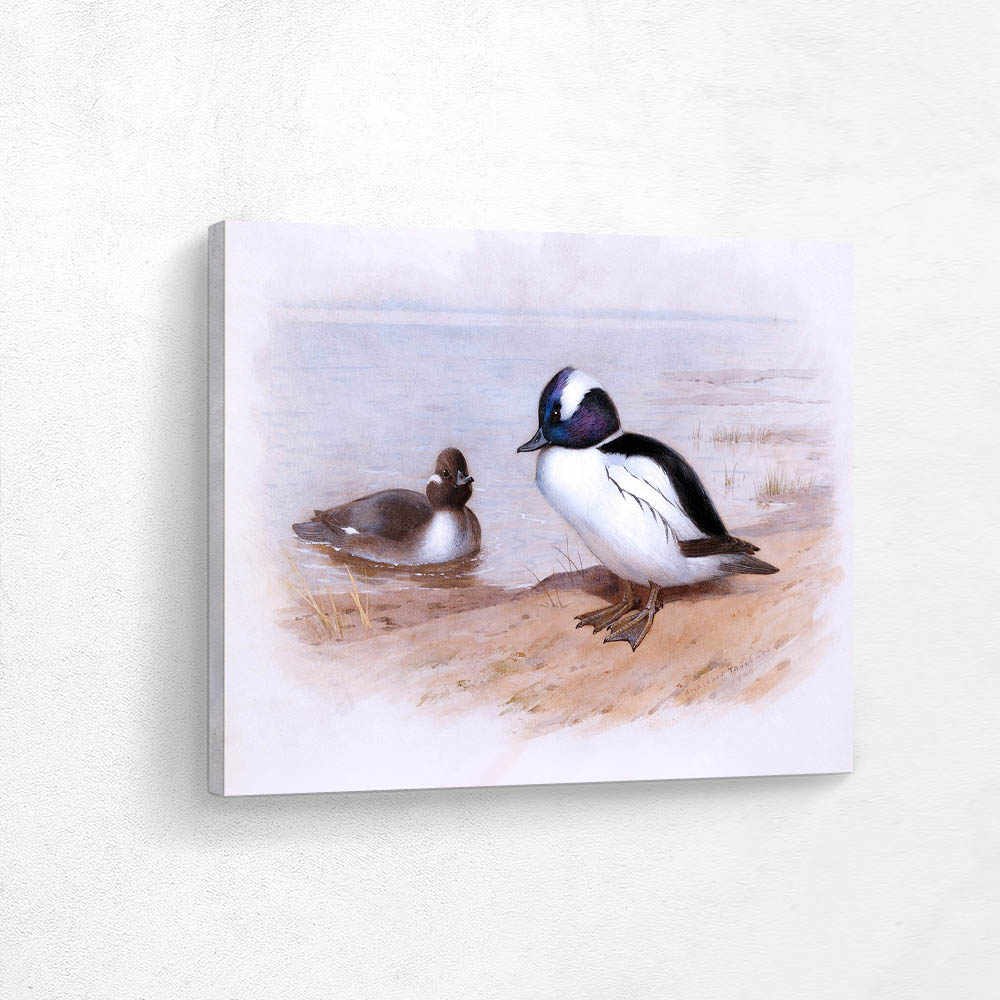 Study of Male and Female Bufflehead Ducks