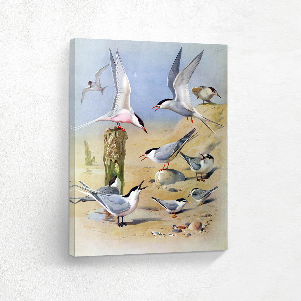Various Birds