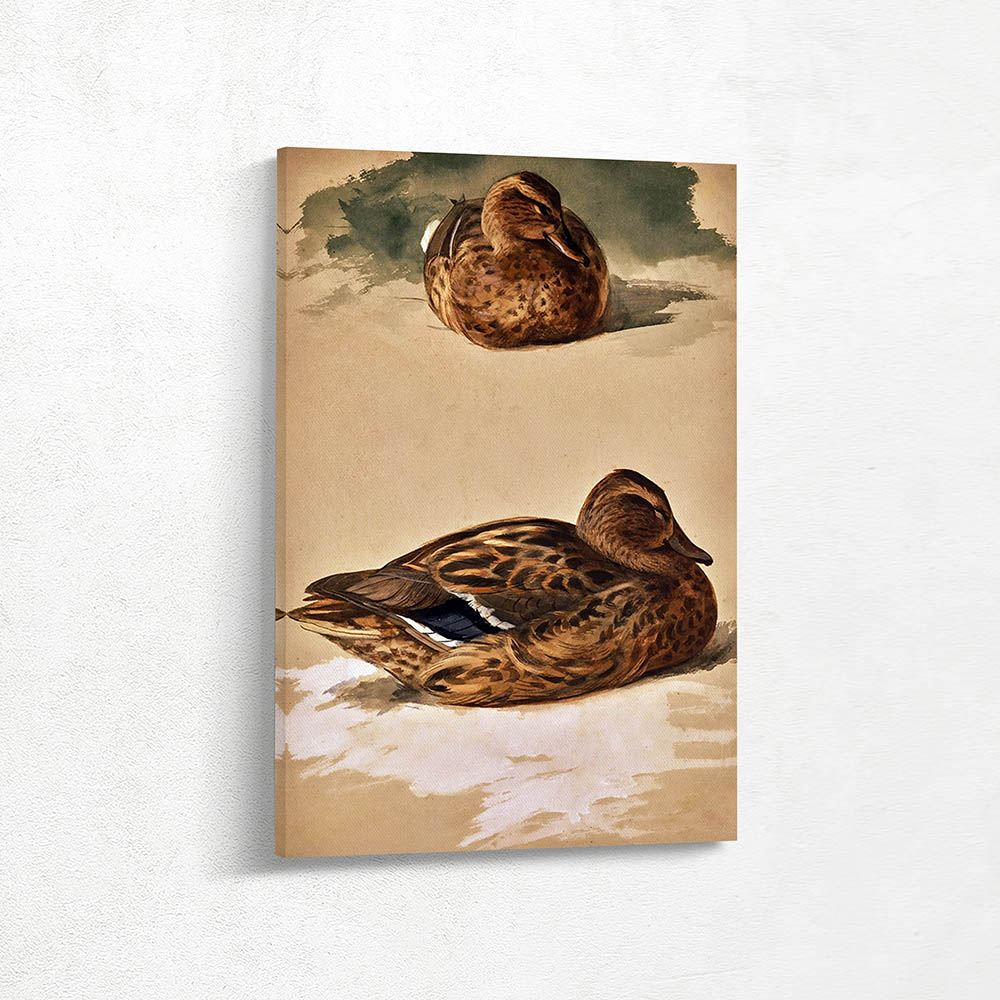 Female Mallard Duck Study