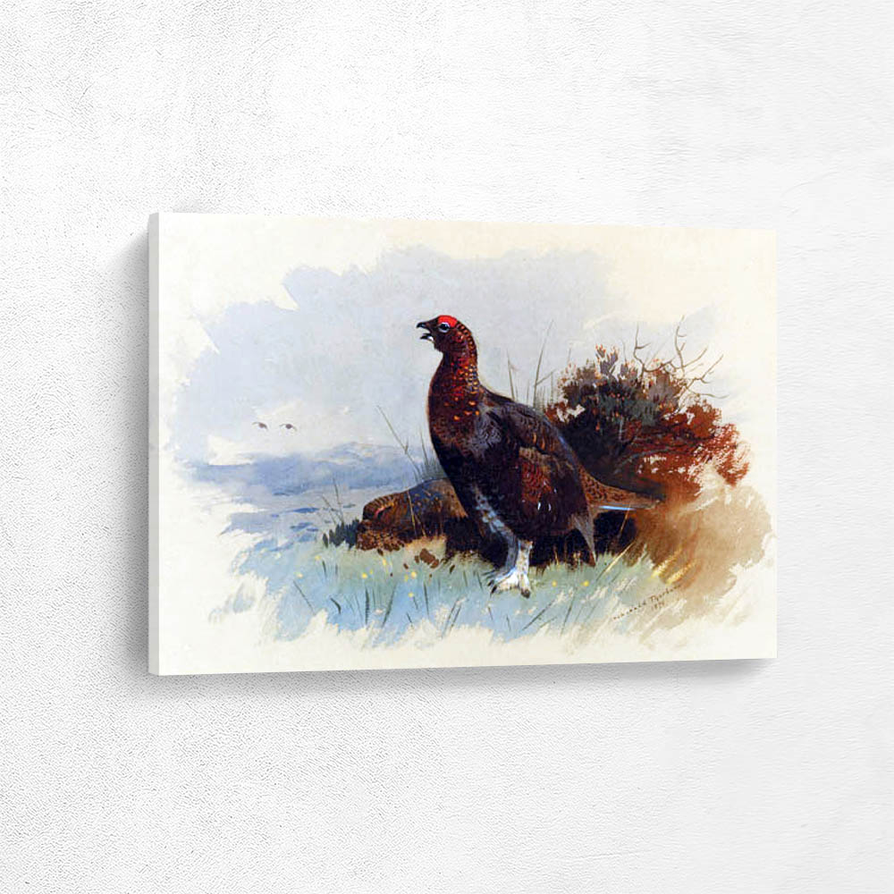 Red Grouse