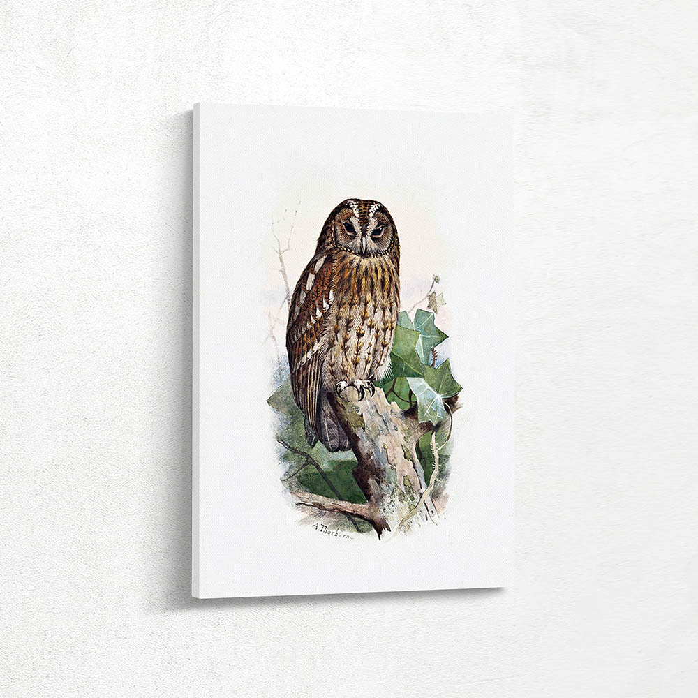 Tawny Owl