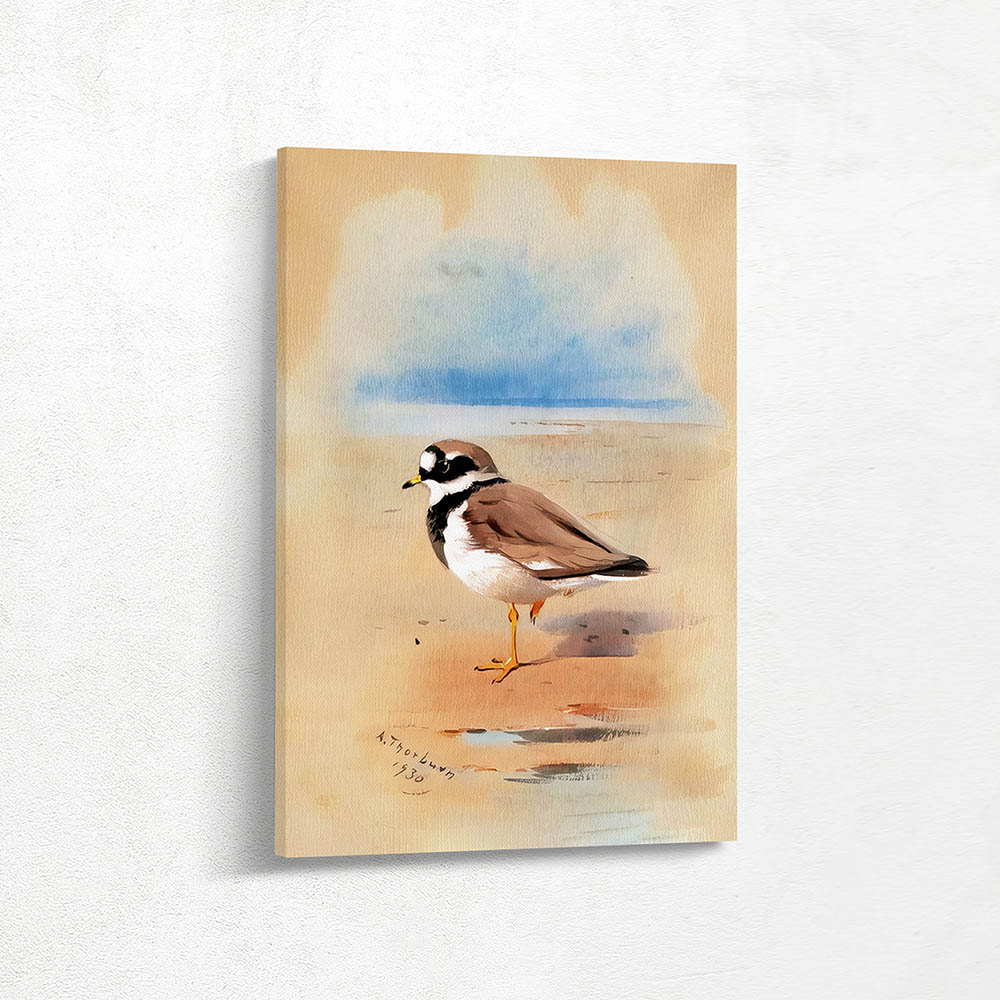 Little Ringed Plover