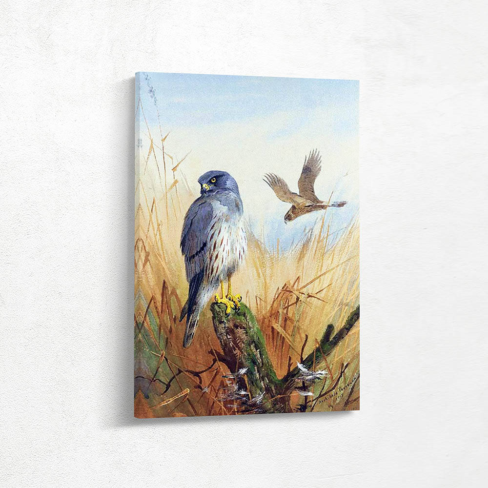 Montagus Harrier