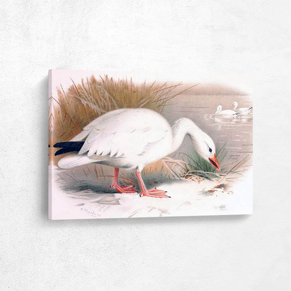 Snow Goose