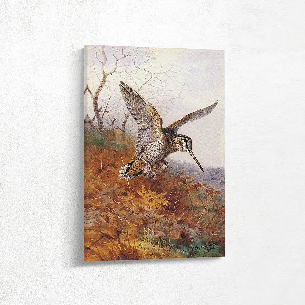 Woodcock Carrying Her Chick