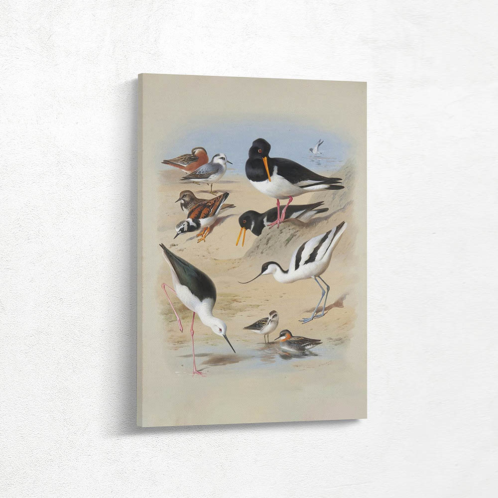 Phaleropes Oystercatcher Avocet Turnstone and Stilt