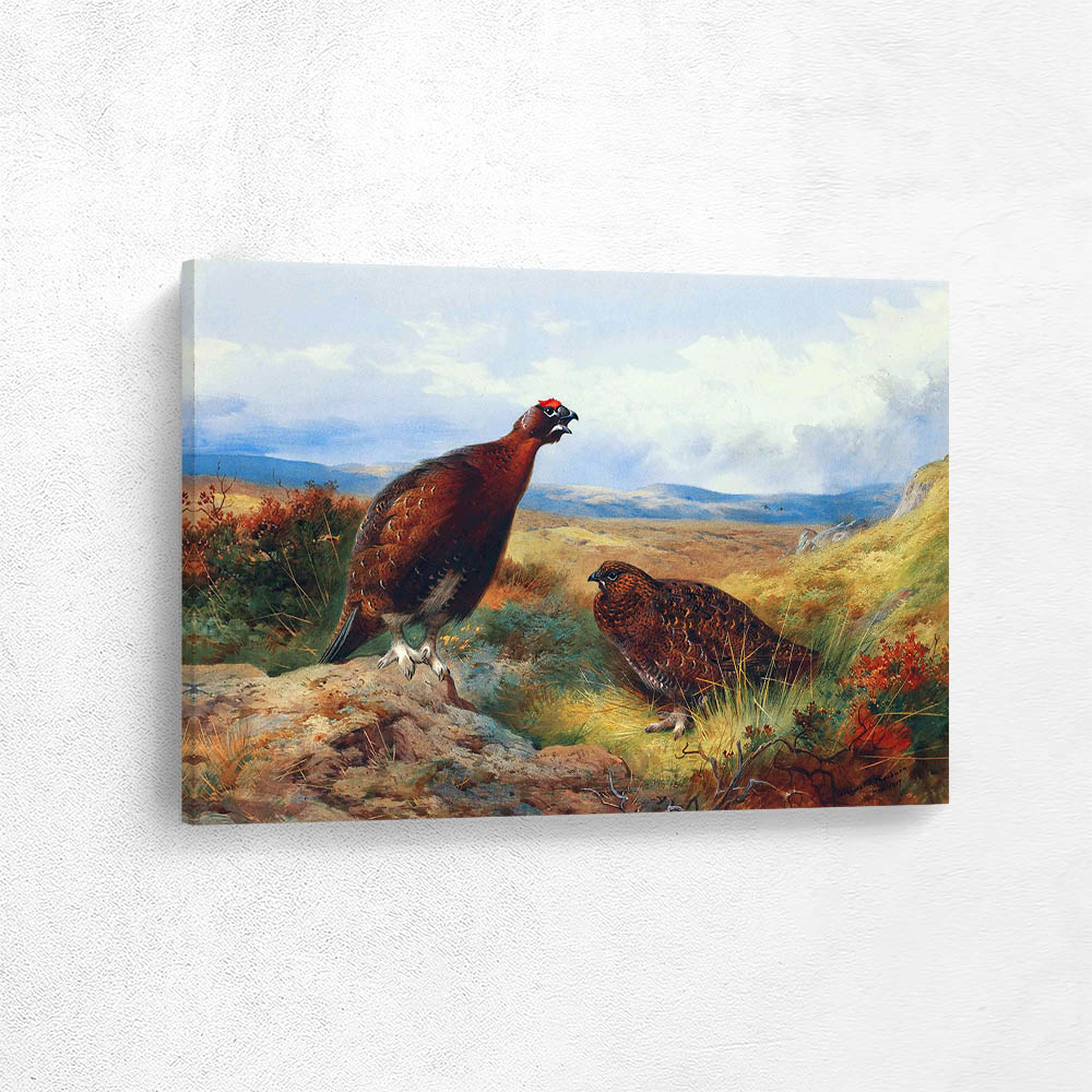 Red Grouse on the Moor