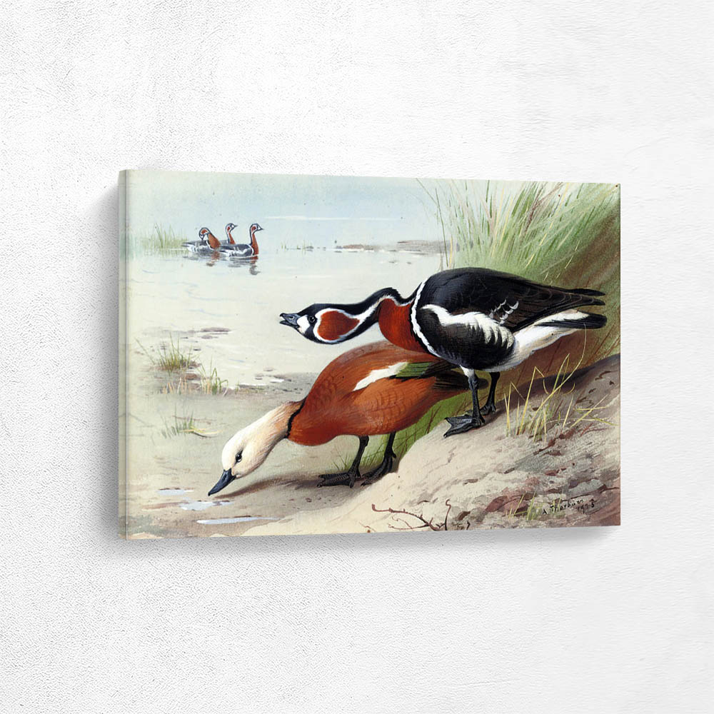 A Ruddy Shelduck and a Red Breasted Goose at the Waters Edge