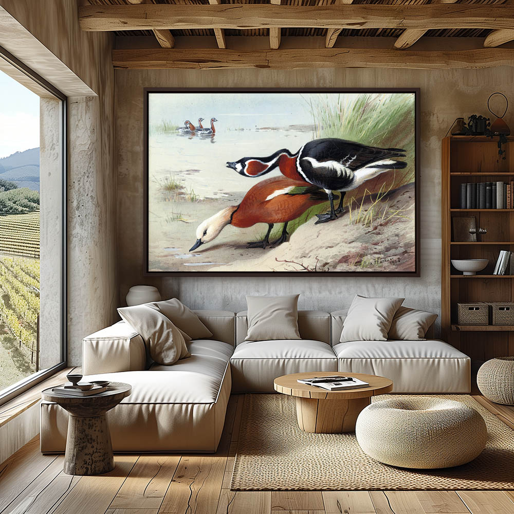 A Ruddy Shelduck and a Red Breasted Goose at the Waters Edge - Image 3