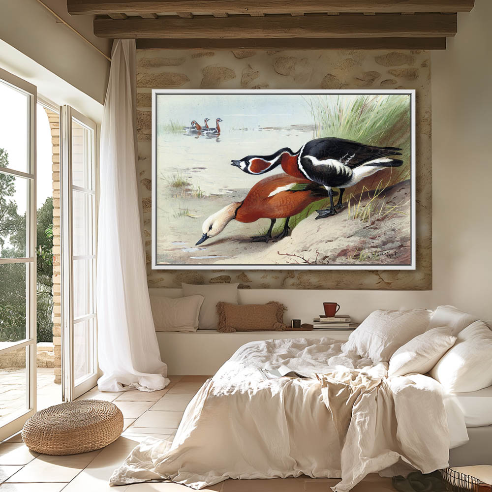 A Ruddy Shelduck and a Red Breasted Goose at the Waters Edge - Image 4