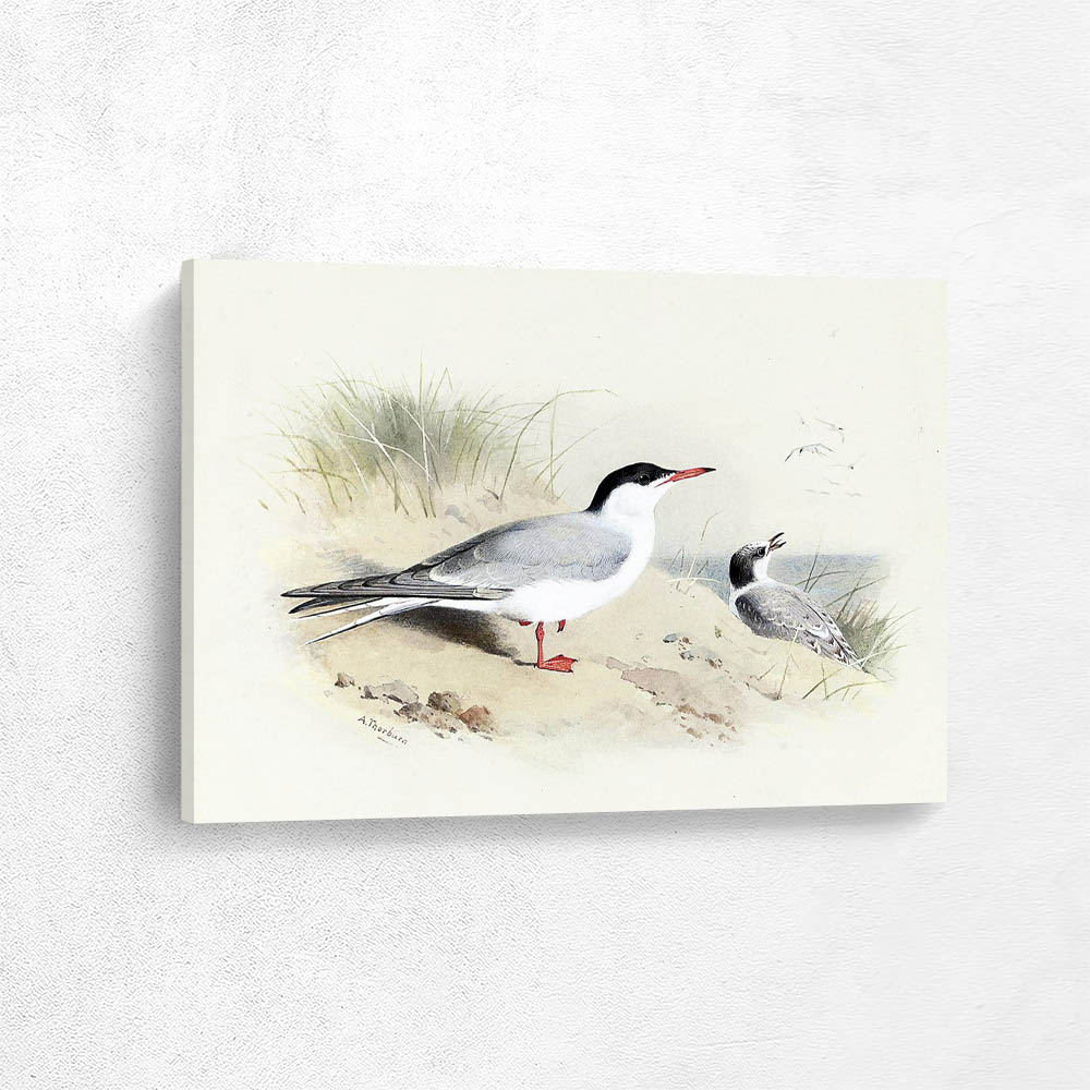 Roseate Tern