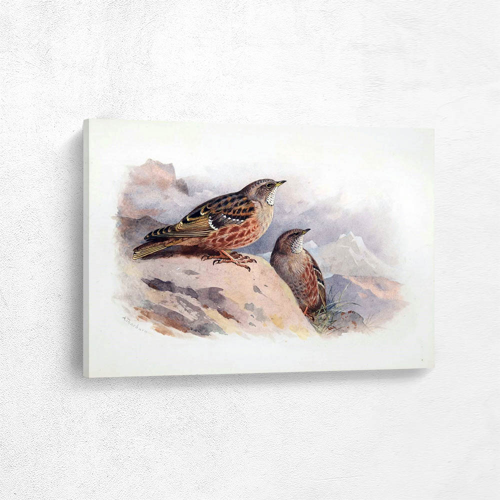 Alpine Accentor