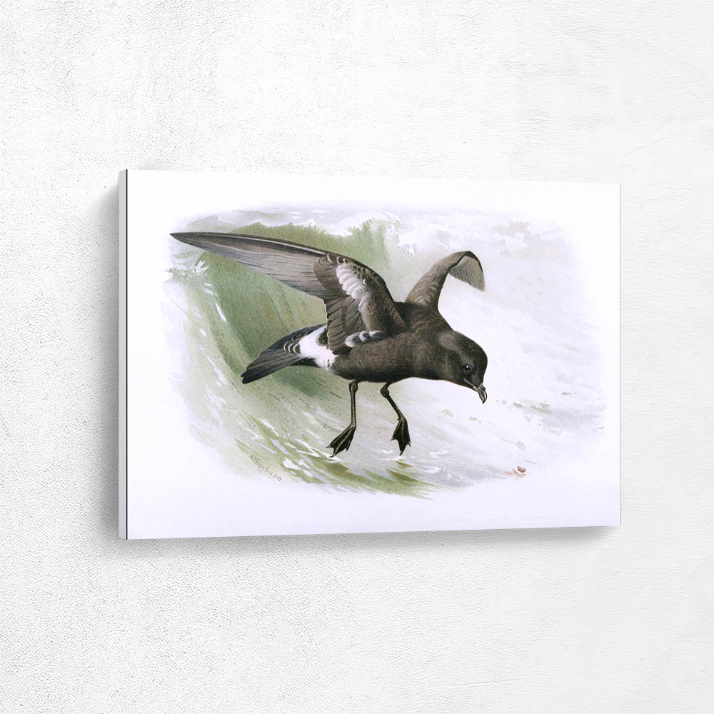 Storm Petrel