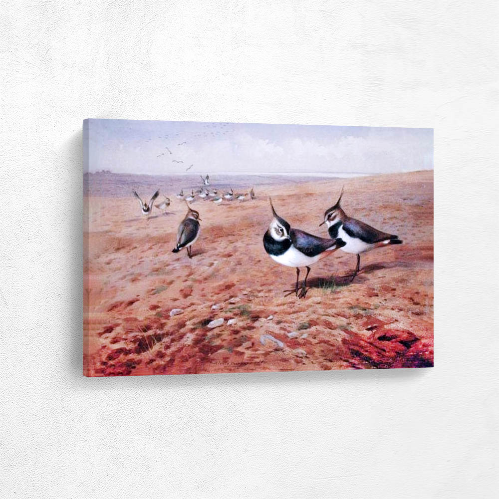 Lapwings on the Plough