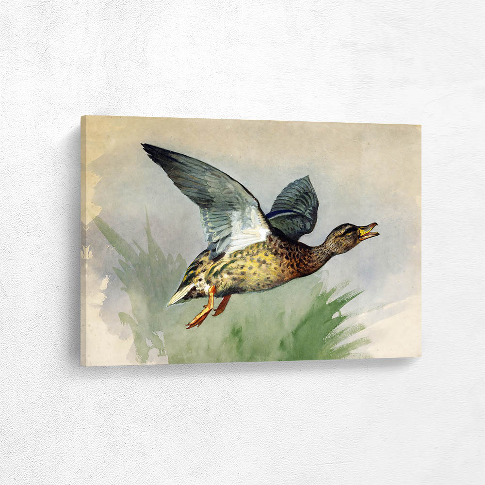 Study of a mallard in flight