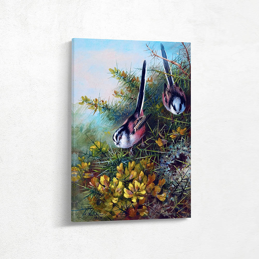 A Long Tailed Tit Perched on a Gorse Bush