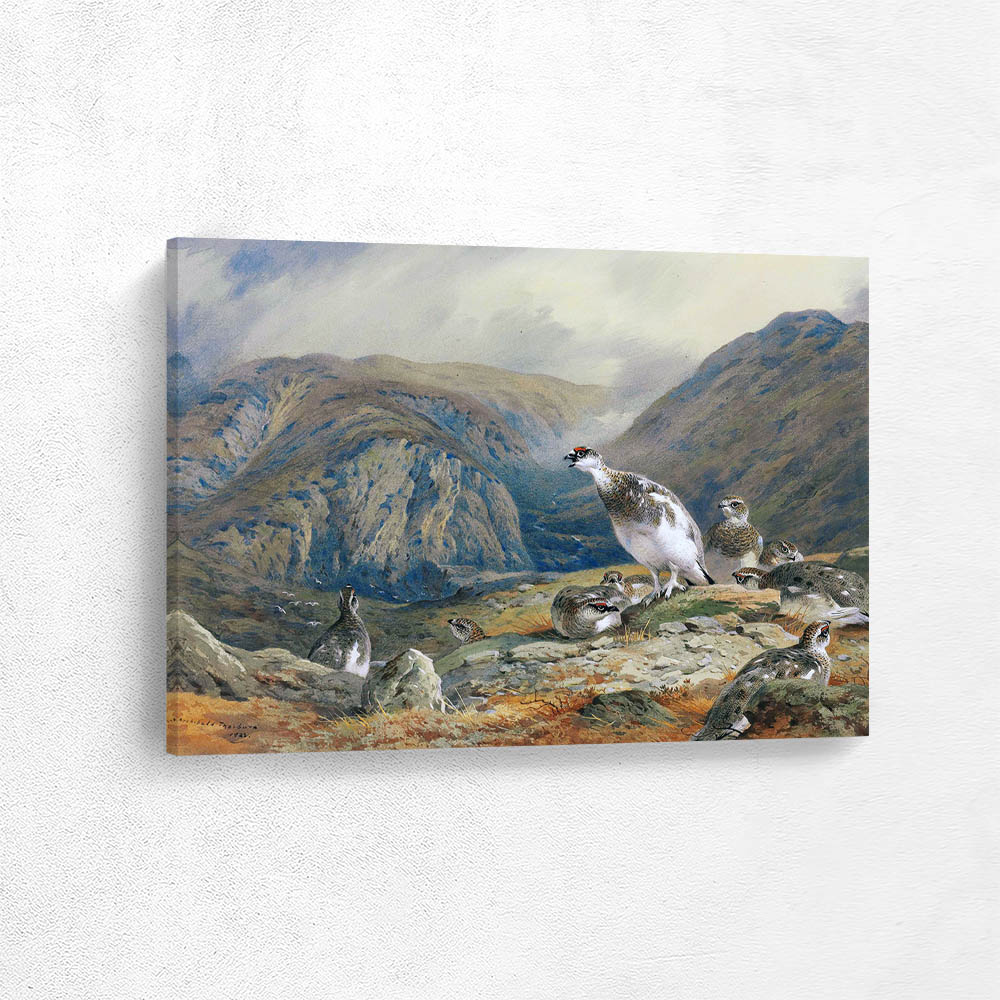 Ptarmigan in Mid Plumage on a Rocky Outcrop Above a Glen