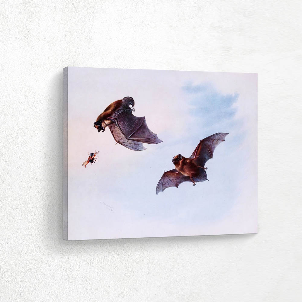 Serotine Bat and Leisters Bat