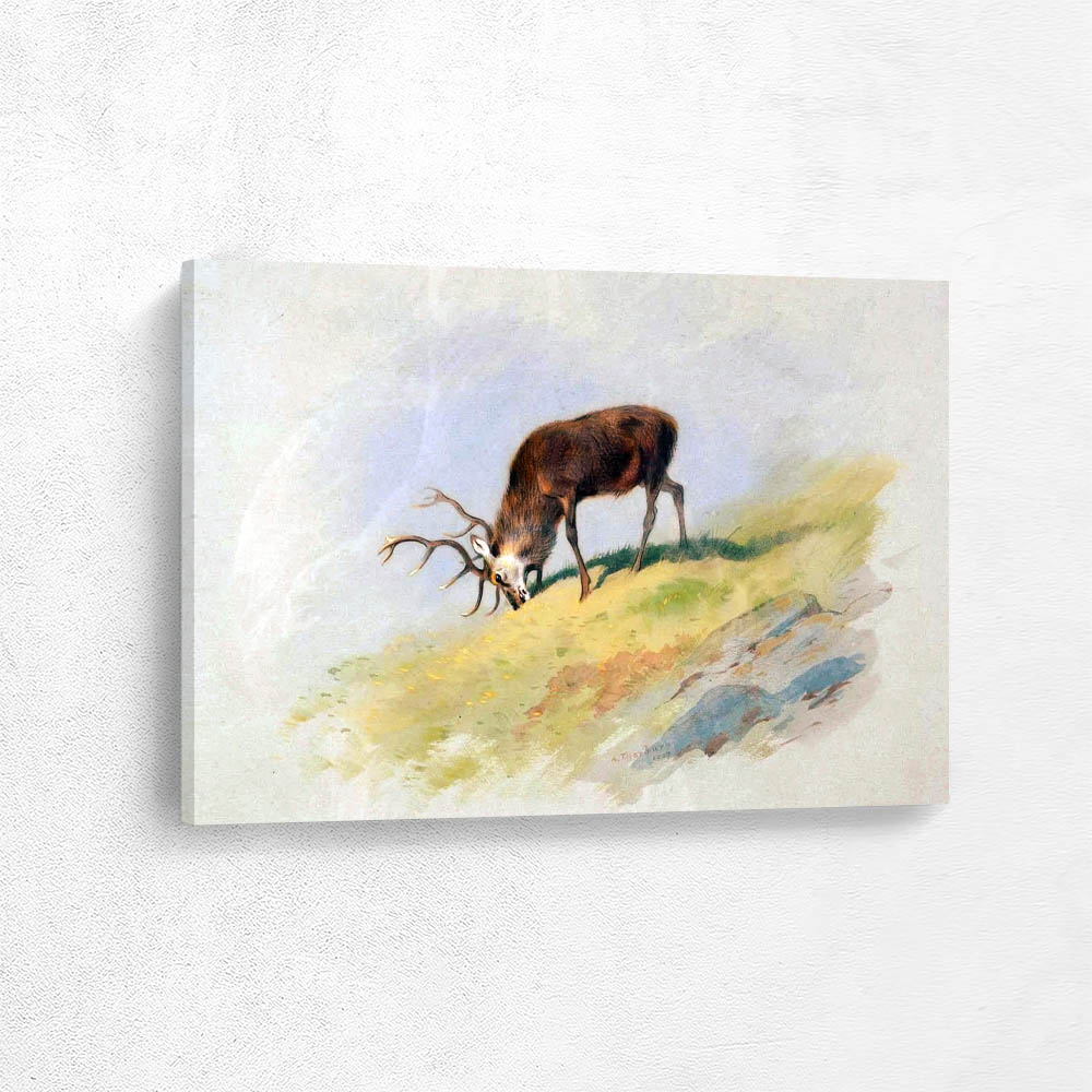 Red Stag Eating Grass
