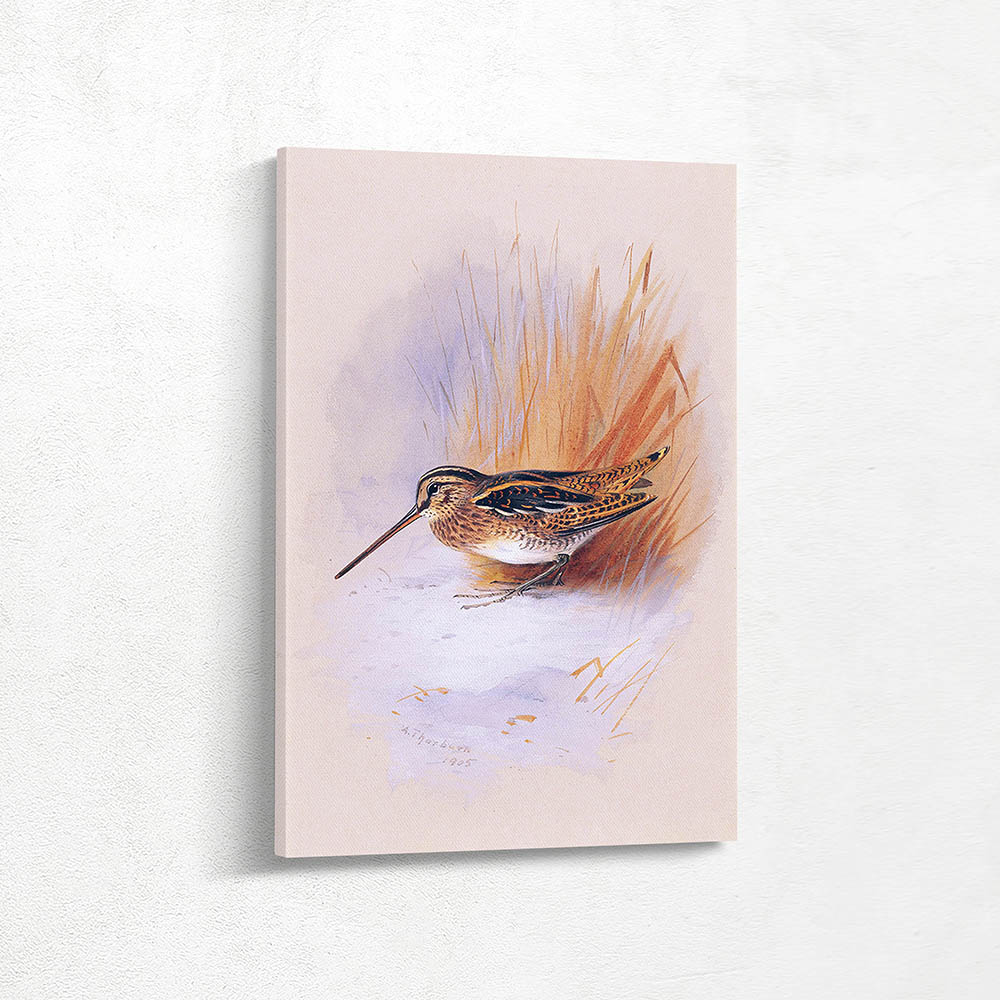 A Snipe by Rushes in the Snow