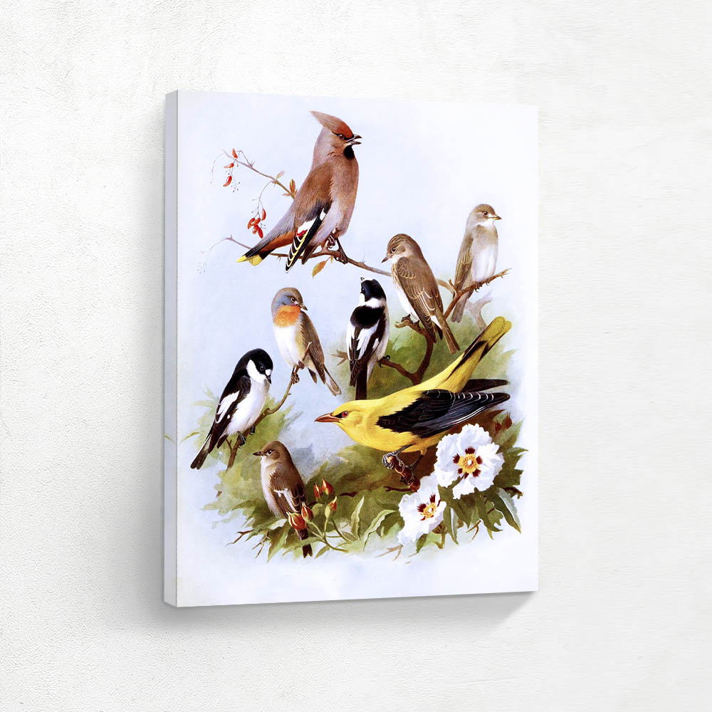 Different Birds in Various Settings