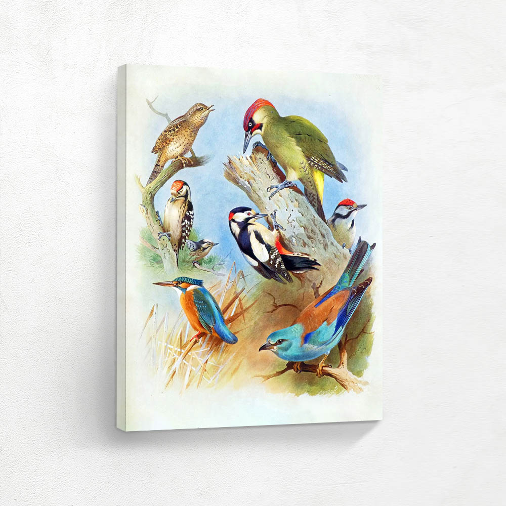 Various Birds in Various Settings