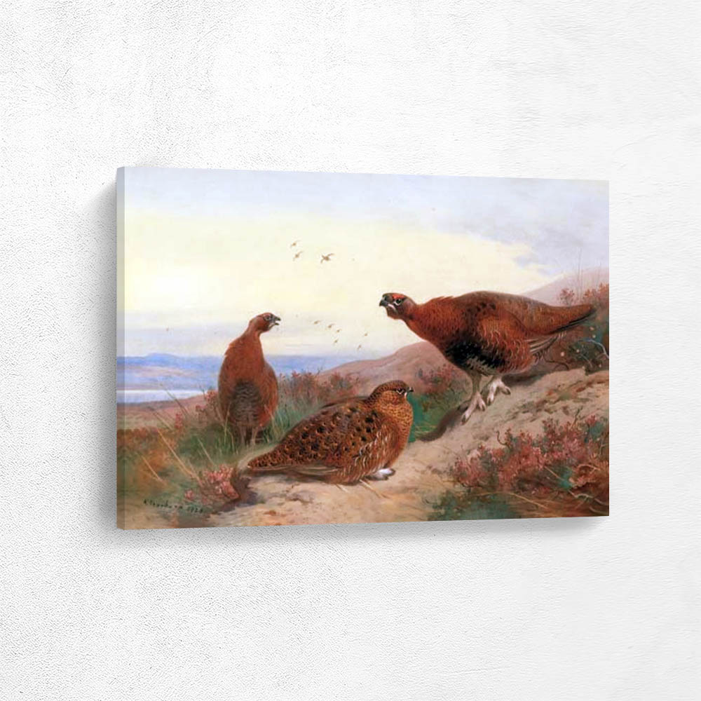 Red Grouse