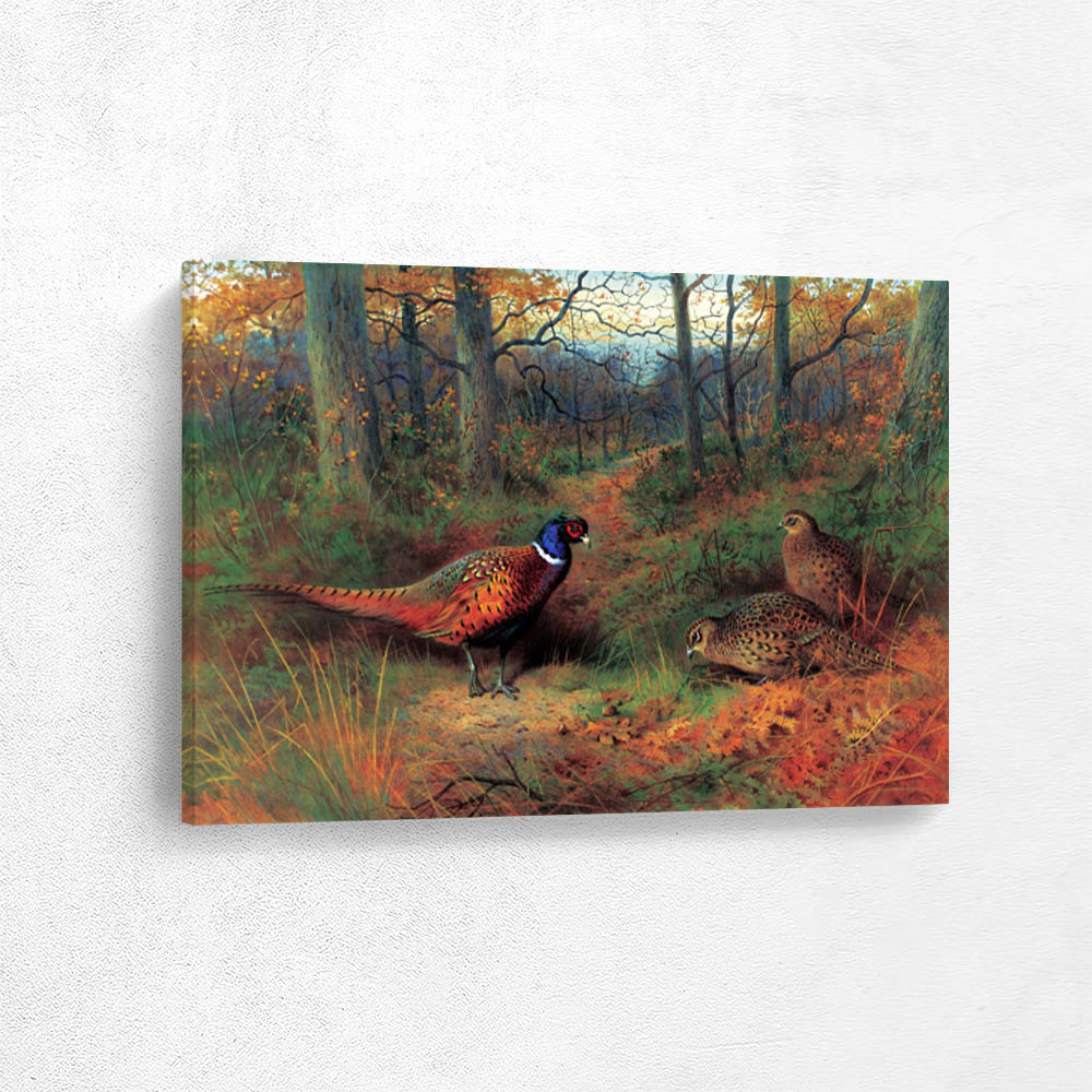 A Cock and Two Hen Pheasant in Autumn A Cock and Two Hen Pheasant in Autumn