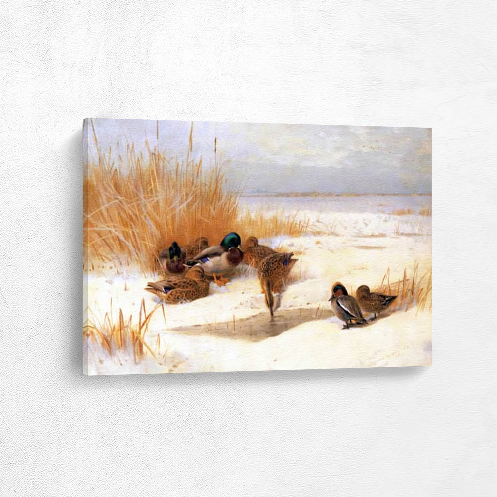 Mallard and Teal in the Snow