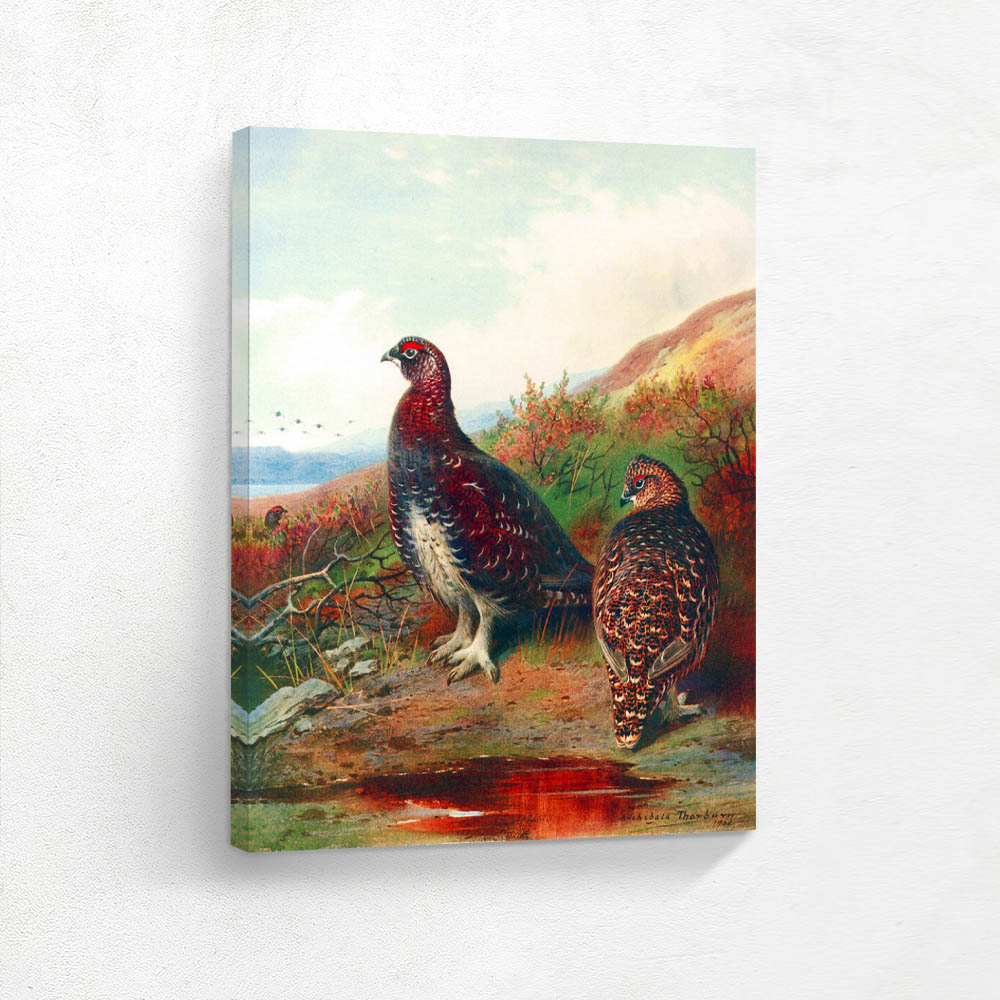 Red Grouse