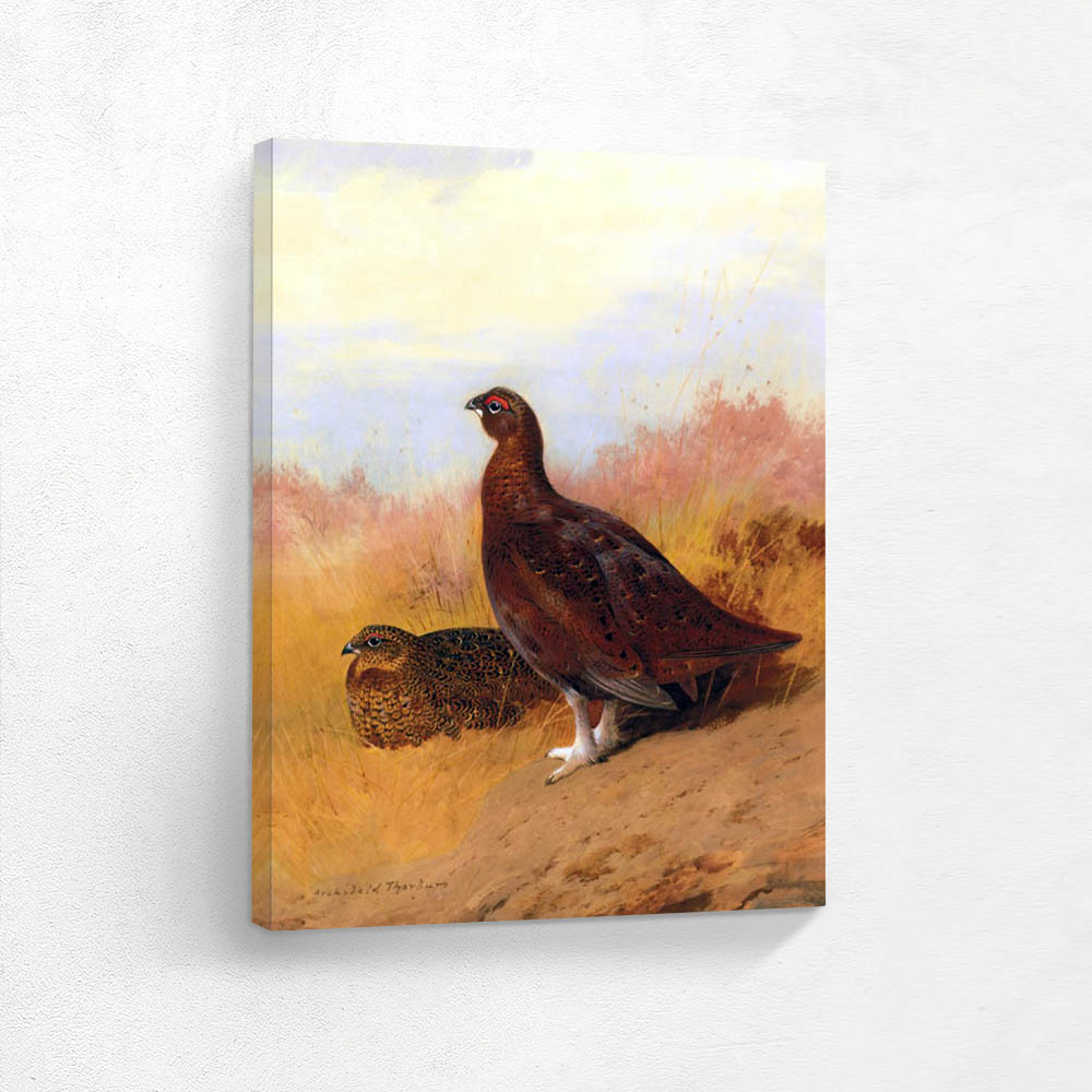 Red Grouse
