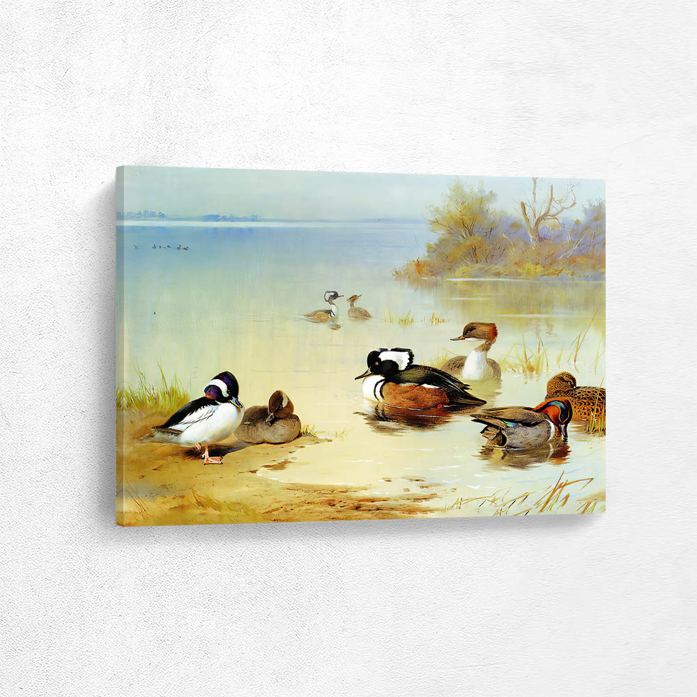 Buffel Headed American Green Winged Teal Hooded Merganser 