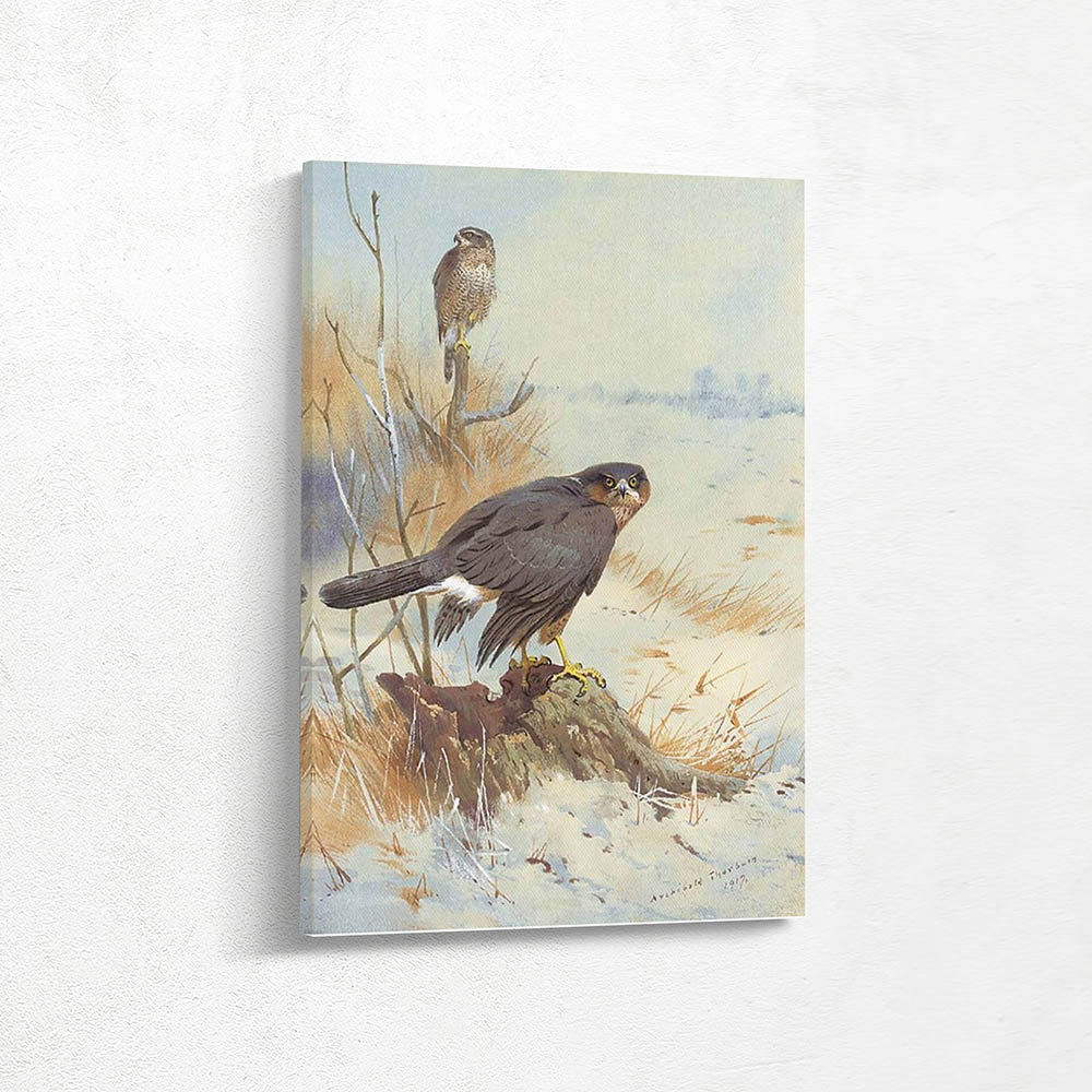 Sparrowhawk in Winter