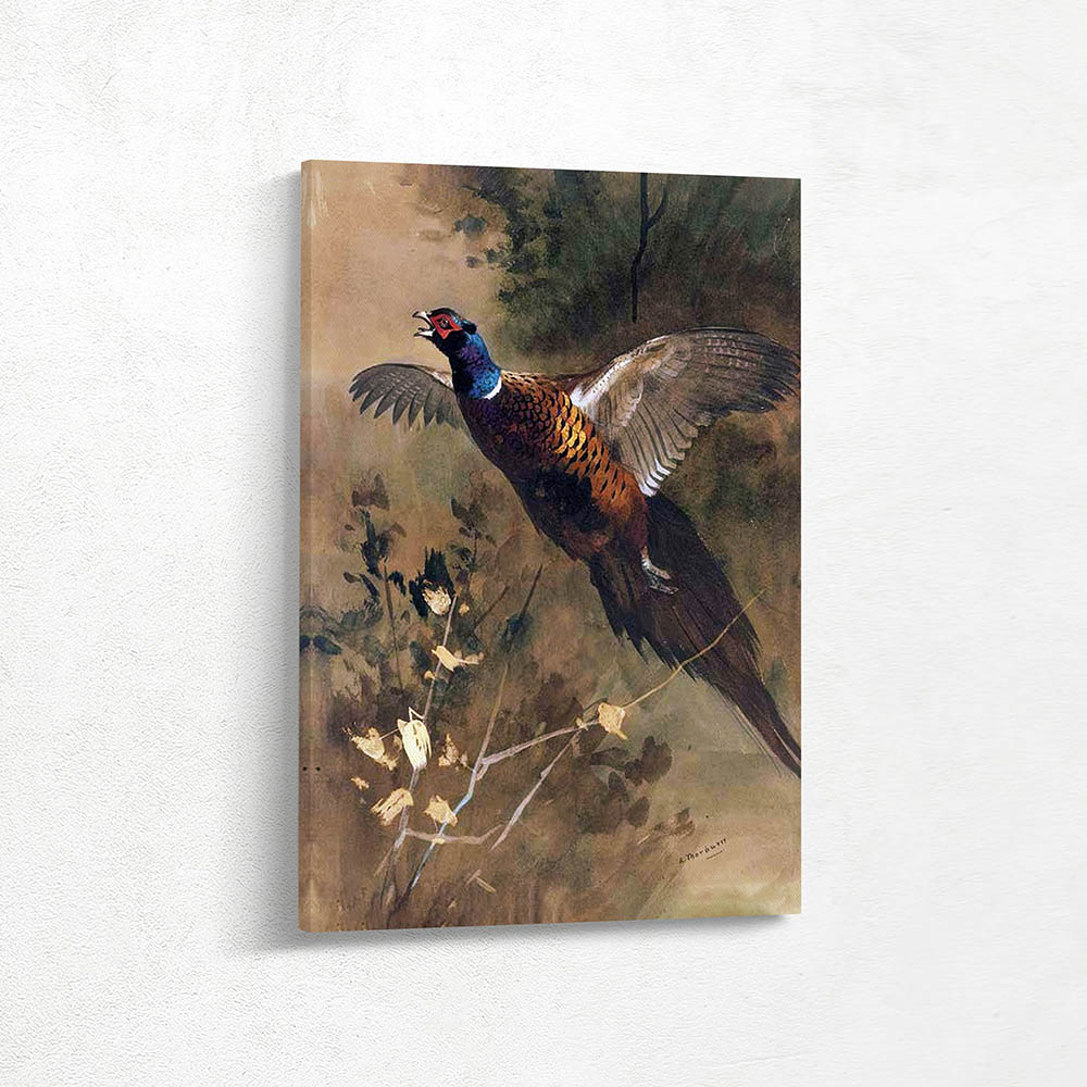 Cock Pheasant in Flight