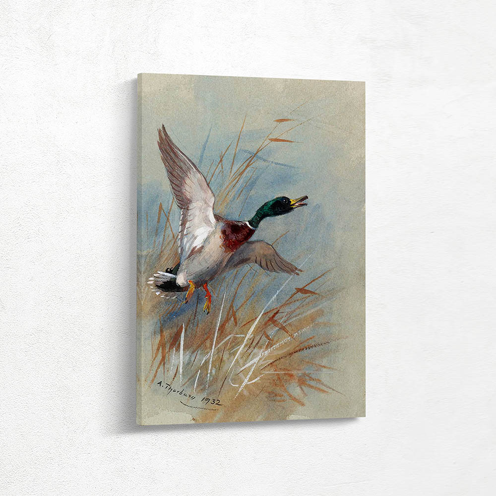 A Mallard Rising From the Reeds