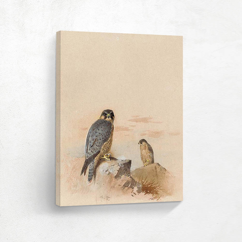 Peregrine Falcons in a Rocky Landscape