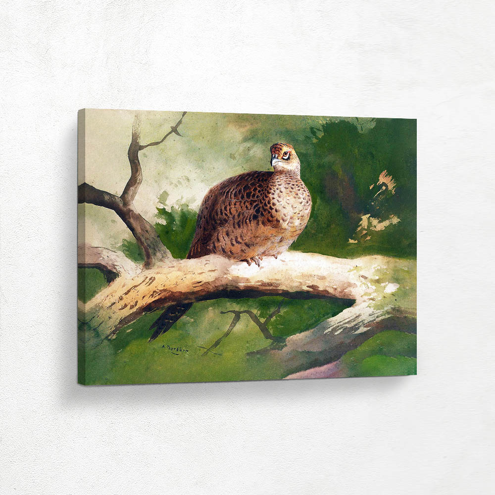 Hen Pheasant Perched on a Branch