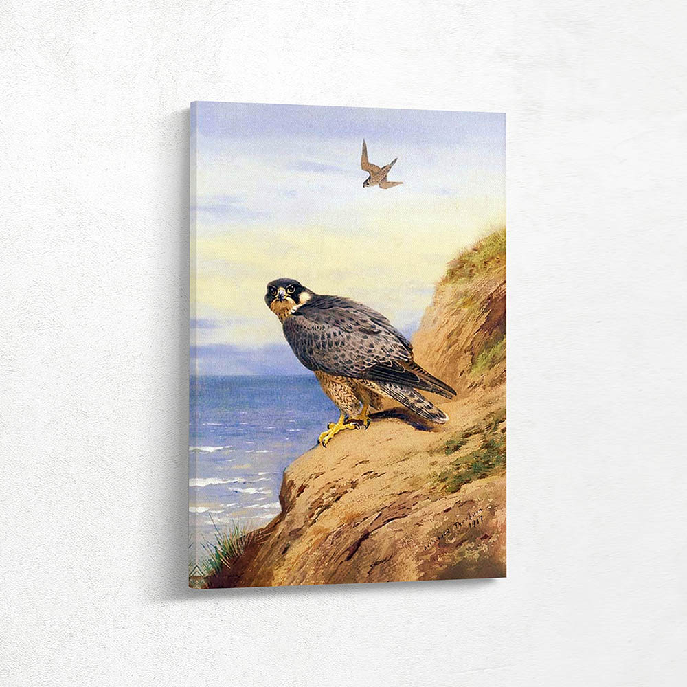 Peregrine Falcon