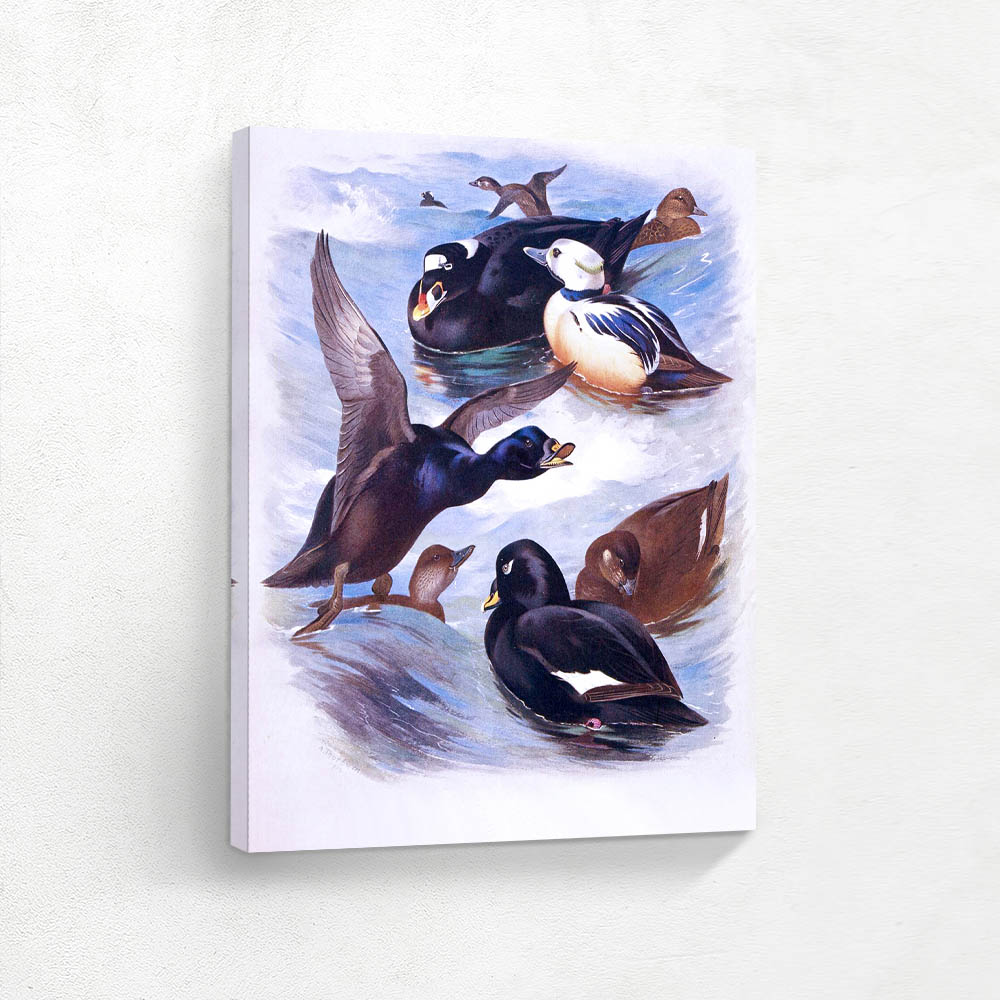 Wildfowl Various Ducks