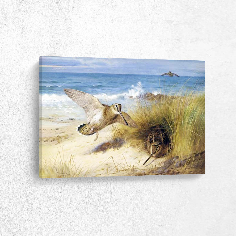 Woodcock on the Shore